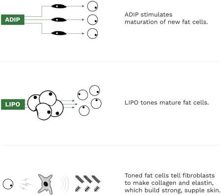 Adipeau Strength Gel